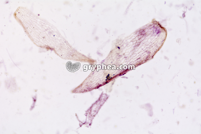 Tourbe x25 - gryphea.com